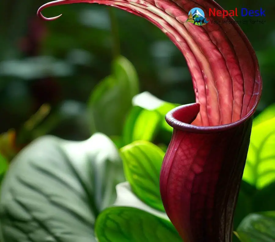 cobra-lily-nepal-desk